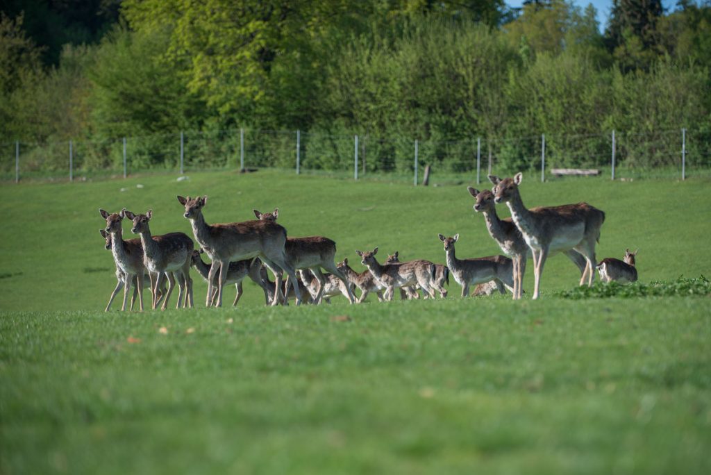 Fallow deer at Holiday Farm Grofija